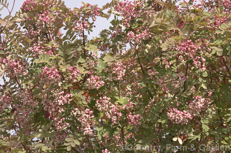 Sorbus hupehensis, a spring-flowering deciduous tree to 10m tall, from central and western China. The cream flowers are borne in loose heads and are followed by clustered fruits that are initially creamy white, becoming pink-flushed as they ripen. sorbus-2143htm'>Sorbus.