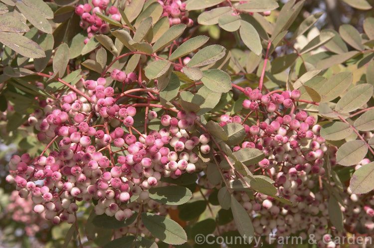 Sorbus hupehensis, a spring-flowering deciduous tree to 10m tall, from central and western China. The cream flowers are borne in loose heads and are followed by clustered fruits that are initially creamy white, becoming pink-flushed as they ripen. sorbus-2143htm'>Sorbus.