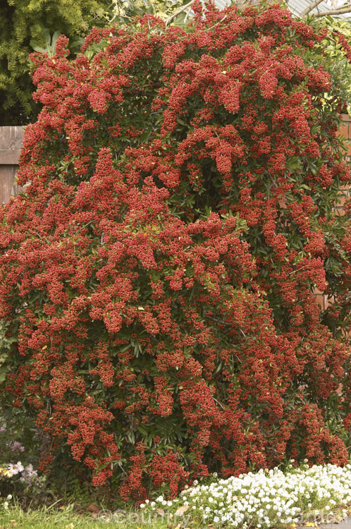 Pyracantha 'Brilliant', a vivid red-fruited firethorn cultivar, probably a Pyracantha coccinea x Pyracantha rogersiana hybrid It grows to around 3,5m high and wide