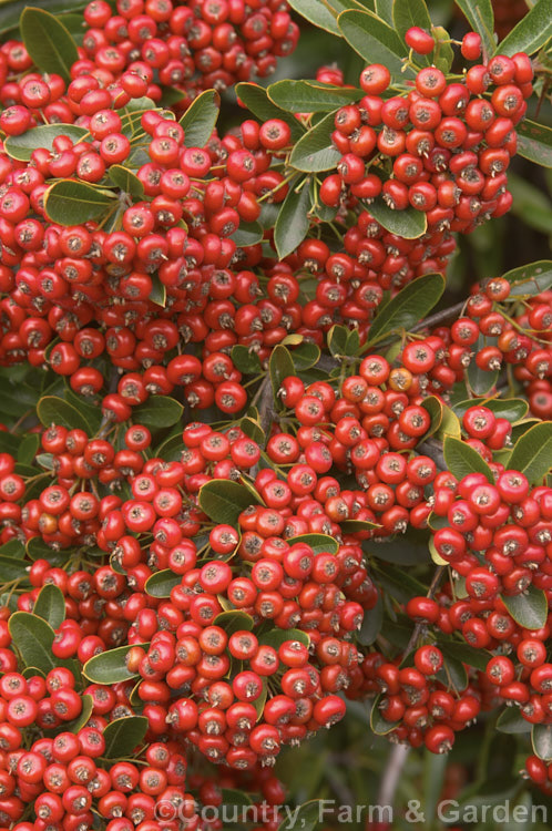 Pyracantha 'Brilliant', a vivid red-fruited firethorn cultivar, probably a Pyracantha coccinea x Pyracantha rogersiana hybrid It grows to around 3,5m high and wide