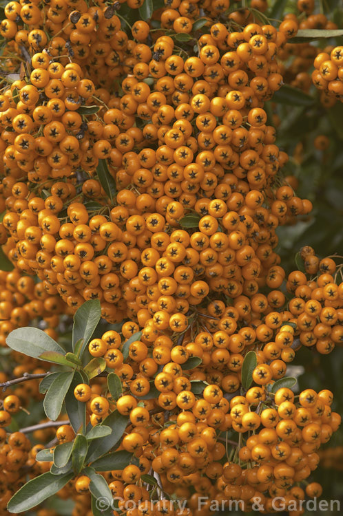 Pyracantha 'Shawnee', a Pyracantha crenatoserrata x Pyracantha koidzumii hybrid with a dense, spreading growth habit up to 35m high and wide. Its autumn- winter-borne berries are a soft yellow-orange shade and are abundant in good years