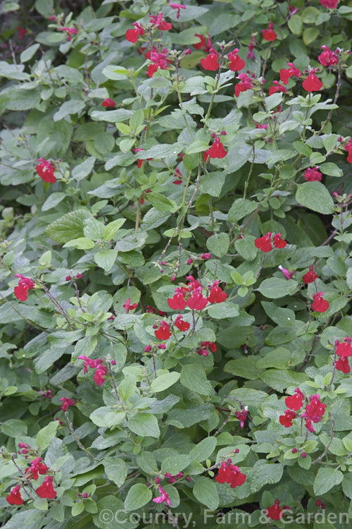 Salvia microphylla var. neurepia, a near-evergreen shrubby herb native to Mexico. Flowering throughout the warmer months, var. neurepia is taller and has larger flower spikes than the species. Order: Lamiales, Family: Lamiaceae