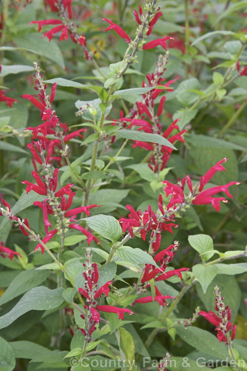 Pineapple Sage or Tangerine Sage (<i>Salvia elegans [syn. Salvia rutilans]), an aromatic autumn-flowering perennial or subshrub native to Mexico and Guatemala where it occurs in pine forests at elevations of 1800-2700m. It can grow to 2m high and wide, flowers over a long period and its foliage emits a pineapple scent when crushed. Order: Lamiales, Family: Lamiaceae