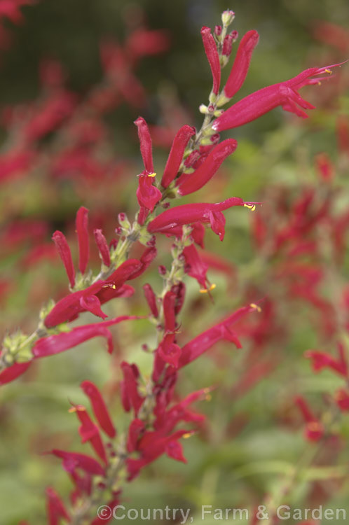 Pineapple Sage or Tangerine Sage (<i>Salvia elegans [syn. Salvia rutilans]), an aromatic autumn-flowering perennial or subshrub native to Mexico and Guatemala where it occurs in pine forests at elevations of 1800-2700m. It can grow to 2m high and wide, flowers over a long period and its foliage emits a pineapple scent when crushed. Order: Lamiales, Family: Lamiaceae