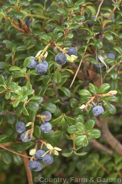 Delavay's Cranberry (<i>Vaccinium delavayi</i>), a 30-50cm high evergreen shrub native to southwest China. Edible purple-black berries follow small pink-flushed cream flowers. vaccinium-2753htm'>Vaccinium. Order: Ericales, Family: Ericaceae