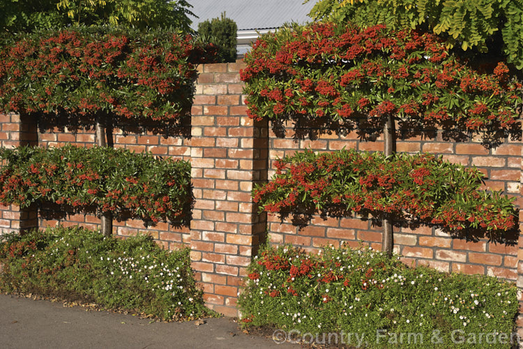 An espaliered and trimmed example of Pyracantha 'Brilliant', a vivid red-fruited firethorn cultivar, probably a Pyracantha coccinea x Pyracantha rogersiana hybrid It grows to around 3,5m high and wide