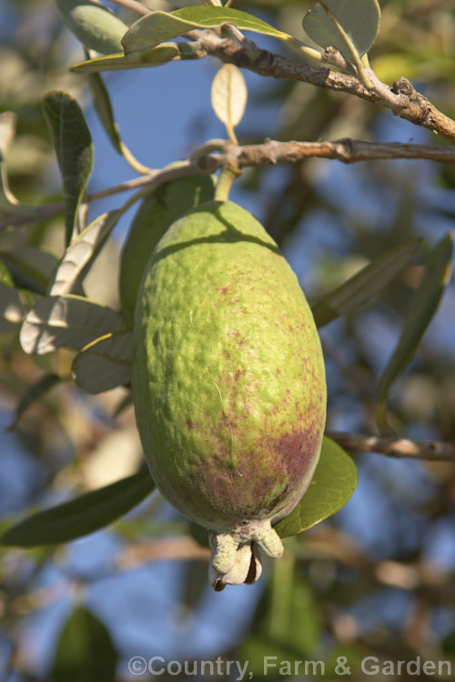 Feijoa or Pineapple Guava (<i>Acca sellowiana</i> [syn. <i>Feijoa sellowiana</i>]), an evergreen, summer-flowering shrub or small tree from southern Brazil and northern Argentina, with a distinctively flavoured fruit that ripen in winter. Order: Myrtales, Family: Myrtaceae