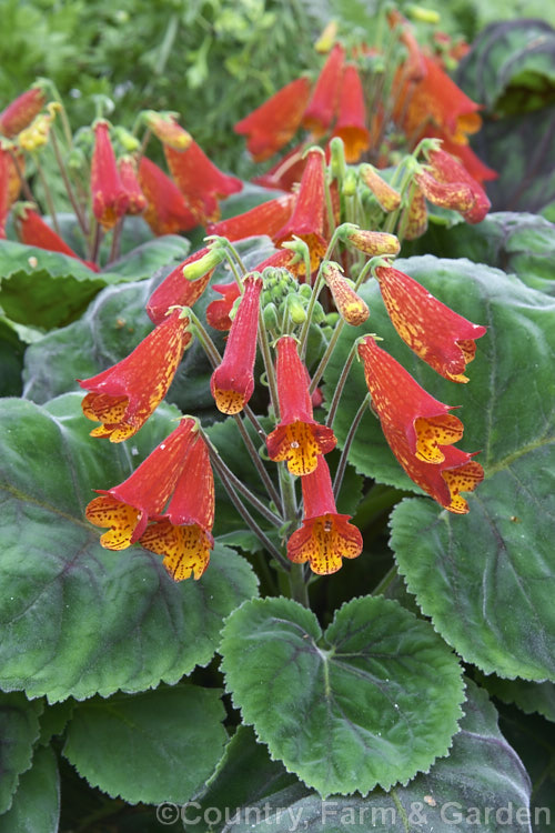 Smithiantha cinnabarina hybrids, cultivated forms of a rhizomatous perennial gesneriad from Mexico and Guatemala. These hybrids have finely hairy deep green leaves and flower stems up to 60cm high.