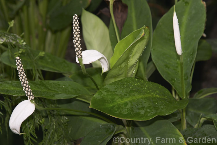 Spathiphyllum floribundum, a small. Peace. Lily native to Colombia. It is sometimes known as Snowflower and has leaves up to 20cm long and flowerheads with a recurved spathe that does not enclose the spadix. spathiphyllum-2500htm'>Spathiphyllum.
