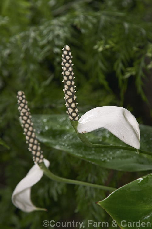 Spathiphyllum floribundum, a small. Peace. Lily native to Colombia. It is sometimes known as Snowflower and has leaves up to 20cm long and flowerheads with a recurved spathe that does not enclose the spadix. spathiphyllum-2500htm'>Spathiphyllum.