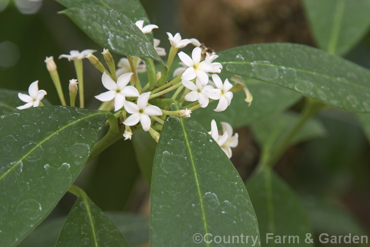 Wintersweet, Bushman's Poison or Poison Arrow Plant (<i>Acokanthera oblongifolia</i> [syn. <i>Acokanthera spectabilis</i>]), a highly toxic evergreen shrub or small tree from Mozambique and South Africa. The flowers are sweetly scented. Order: Gentianales, Family: Apocynaceae