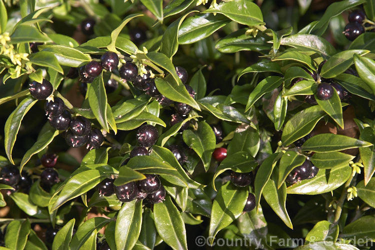 Sarcococca confusa, an evergreen shrub, the wild origins of which are obscure. Similar in foliage and flower to the more common. Sarcococca ruscifolia, it grows to as much as 2m tall and has abundant fruit that turns from red to deep glossy black as it matures. sarcococca-2486htm'>Sarcococca. <a href='buxaceae-plant-family-photoshtml'>Buxaceae</a>.