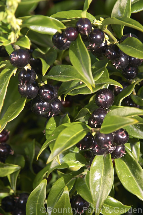 Sarcococca confusa, an evergreen shrub, the wild origins of which are obscure. Similar in foliage and flower to the more common. Sarcococca ruscifolia, it grows to as much as 2m tall and has abundant fruit that turns from red to deep glossy black as it matures. sarcococca-2486htm'>Sarcococca. <a href='buxaceae-plant-family-photoshtml'>Buxaceae</a>.