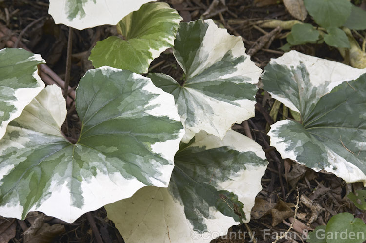Farfugium japonicum 'Argentea' (syn. Ligularia tussilaginea 'Argentea'), a cream and grey-green-variegated cultivar of a hardy, evergreen, Japanese perennial with large leaves. While often grown as a foliage plant, it produces heads of bright yellow daisy-like flowers in late autumn. Order: Asterales, Family: Asteraceae