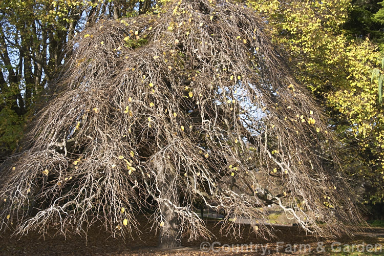 Camperdown Elm (<i>Ulmus glabra 'Camperdownii') in winter, revealing its 'skirt' of weeping and somewhat interwoven branches. This form of the Scotch or Wych elm develops into a wide-spreading dome-shaped tree. Order: Rosales, Family: Ulmaceae