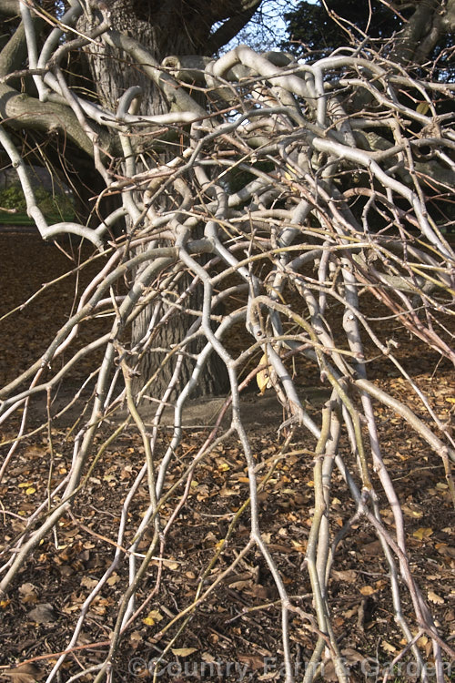 Camperdown Elm (<i>Ulmus glabra 'Camperdownii') in winter, revealing its 'skirt' of weeping and somewhat interwoven branches. This form of the Scotch or Wych elm develops into a wide-spreading dome-shaped tree. Order: Rosales, Family: Ulmaceae