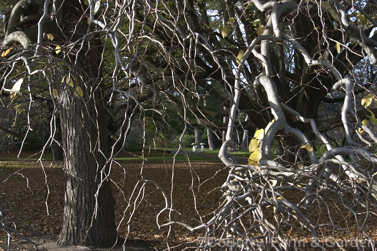 Camperdown Elm (<i>Ulmus glabra 'Camperdownii') in winter, revealing its many, often interwoven, weeping branches. This form of the Scotch or Wych elm develops into a wide-spreading dome-shaped tree. Order: Rosales, Family: Ulmaceae