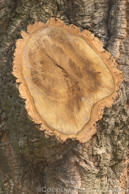 A cut branch of a Cork. Oak (<i>Quercus suber</i>), revealing the spongy bark. This broad-crowned, 20-25m tall, evergreen oak is native to southern Europe and North Africa and its bark is the source of natural cork. Order: Fagales, Family: Fagaceae