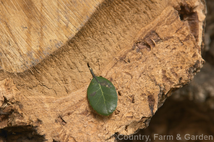 A cut branch of a Cork. Oak (<i>Quercus suber</i>), revealing the spongy bark. This broad-crowned, 20-25m tall, evergreen oak is native to southern Europe and North Africa and its bark is the source of natural cork. Order: Fagales, Family: Fagaceae