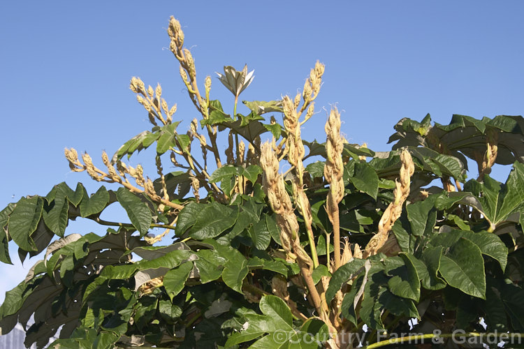 Rice. Paper Plant (<i>Tetrapanax papyrifer</i>), a large, evergreen, suckering shrub of the aralia family from Taiwan and possibly nearby parts of mainland. China. The pith and pulp of the stems has been used in the manufacture of high-grade paper. tetrapanax-3358htm'>Tetrapanax. Order: Apiales, Family: Araliaceae