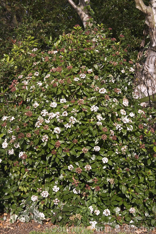 Laurustinus (<i>Viburnum tinus</i>), an evergreen winter- to spring-flowering shrub native to southern Europe and North Africa. It is tough, adaptable, 3-5m tall shrub often used for hedging. The red-tinted buds are often just as showy as the white flowers. viburnum-2081htm'>Viburnum.. viburnum-2081htm'>Viburnum. <a href='adoxaceae-plant-family-photoshtml'>Adoxaceae</a>.
