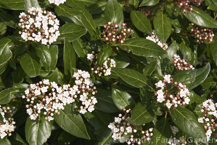 Laurustinus (<i>Viburnum tinus</i>), an evergreen winter- to spring-flowering shrub native to southern Europe and North Africa. It is tough, adaptable, 3-5m tall shrub often used for hedging. The red-tinted buds are often just as showy as the white flowers. viburnum-2081htm'>Viburnum.. viburnum-2081htm'>Viburnum. <a href='adoxaceae-plant-family-photoshtml'>Adoxaceae</a>.