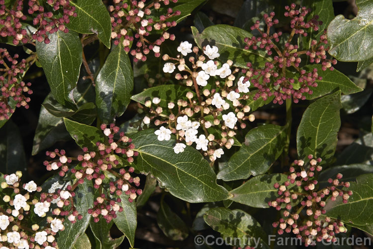 Laurustinus (<i>Viburnum tinus</i>), an evergreen winter- to spring-flowering shrub native to southern Europe and North Africa. It is tough, adaptable, 3-5m tall shrub often used for hedging. The red-tinted buds are often just as showy as the white flowers. viburnum-2081htm'>Viburnum.. viburnum-2081htm'>Viburnum. <a href='adoxaceae-plant-family-photoshtml'>Adoxaceae</a>.