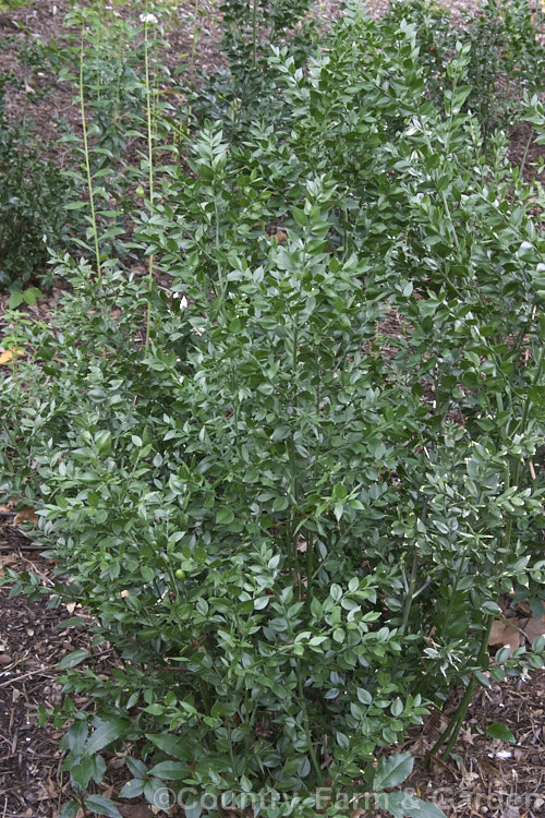 Butcher's Broom or Box Holly (<i>Ruscus aculeatus</i>), an evergreen shrub found from the Mediterranean and the Black Sea region to Britain and the Azores. It grows to around 12m tall and its leaf-like cladophylls enclose small greenish white flowers that develop into red berries. ruscus-3269htm'>Ruscus.