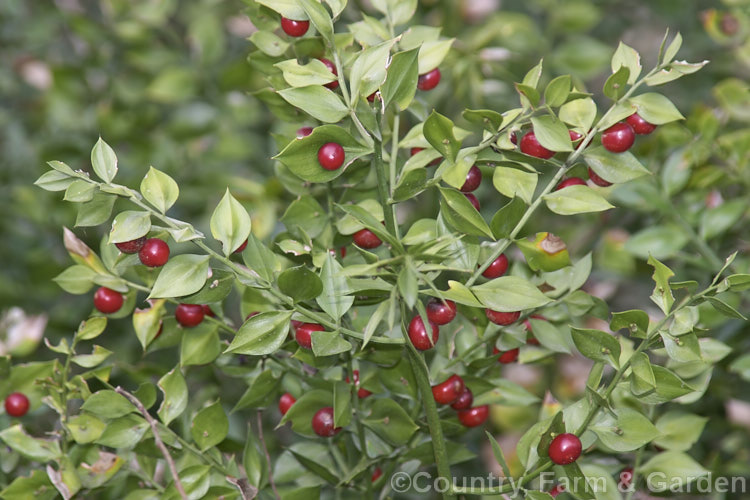 Butcher's Broom or Box Holly (<i>Ruscus aculeatus</i>), an evergreen shrub found from the Mediterranean and the Black Sea region to Britain and the Azores. It grows to around 12m tall and its leaf-like cladophylls enclose small greenish white flowers that develop into red berries. ruscus-3269htm'>Ruscus.