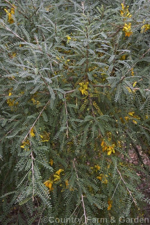 Sophora microphylla 'Earlygold', a compact, early-flowering cultivar of the small-leaved kowhai, a tree native to New Zealand andChile. It flowers from late autumn through spring. sophora-2142htm'>Sophora.