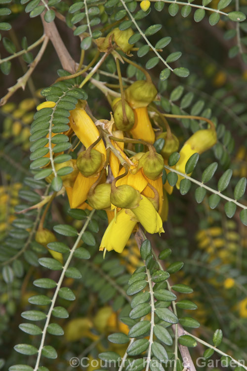 Sophora microphylla 'Earlygold', a compact, early-flowering cultivar of the small-leaved kowhai, a tree native to New Zealand andChile. It flowers from late autumn through spring. sophora-2142htm'>Sophora.