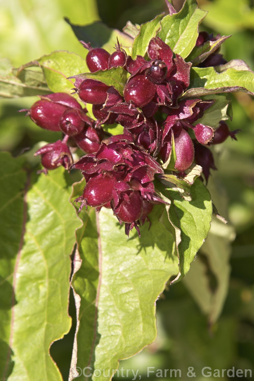 Himalayan Honeysuckle (<i>Leycesteria formosa</i>), an evergreen, spring- and summer-flowering shrub to 2m tall, native to the Himalayan region. While cultivated in some areas, it is widely considered to be a weed. Its pink-tinted white or purple flowers are followed by fleshy, purple-red berries. leycesteria-3087htm'>Leycesteria. <a href='caprifoliaceae-plant-family-photoshtml'>Caprifoliaceae</a>.