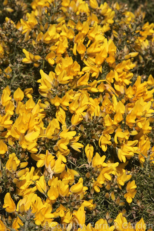 Gorse or Furze (<i>Ulex europaeus</i>), a mainly spring-flowering leguminous shrub native to western Europe. It is sometimes cultivated but has become a very invasive weed in many parts of the world. ulex-2750htm'>Ulex.