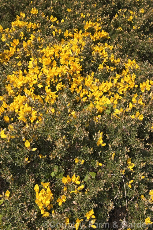 Gorse or Furze (<i>Ulex europaeus</i>), a mainly spring-flowering leguminous shrub native to western Europe. It is sometimes cultivated but has become a very invasive weed in many parts of the world. ulex-2750htm'>Ulex.