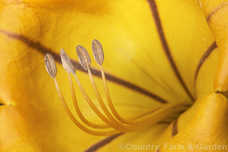 The prominent stamens of the flower of the Cup of Gold or Chalice. Vine (<i>Solandra maxima [syn. Solandra nitida]), a strong-growing evergreen climber to 9m high and wide, found naturally from Mexico to Venezuela and Colombia