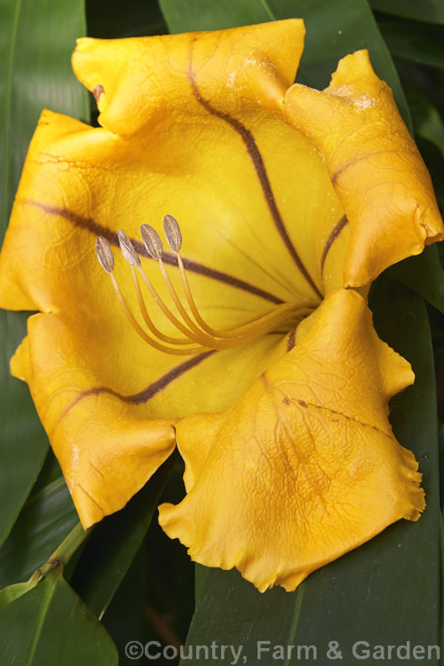 The flower of the Cup of Gold or Chalice. Vine (<i>Solandra maxima [syn. Solandra nitida]), a strong-growing evergreen climber to 9m high and wide, found naturally from Mexico to Venezuela and Colombia