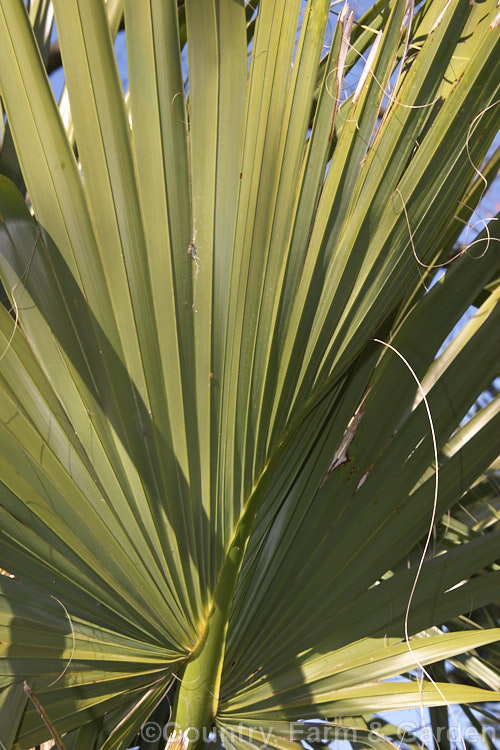 The frond of the Palmetto Palm (<i>Sabal palmetto</i>), a palm native to the southeastern USA, the Bahamas and Cuba. It tolerates coastal conditions and ranges in size from a 35m shrub to a 20m tall tree. This type of frond, in which the petiole extends into the fan, is known as costapalmate and is midway between the fan- and feather-like fronds. Order: Arecales, Family: Arecaceae
