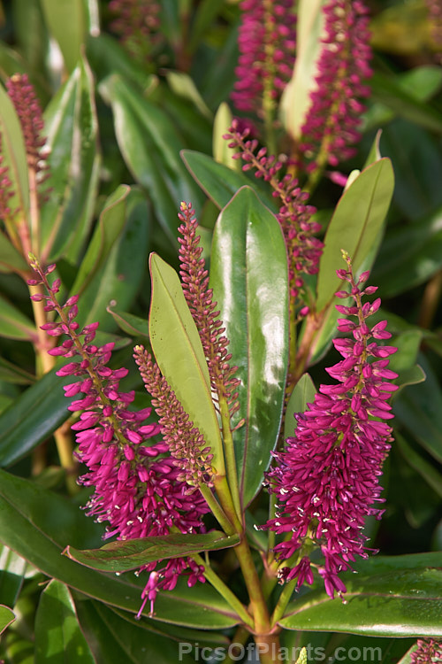 <i>Veronica</i> (syn. <i>Hebe</i>) 'Wiri Jewel', a Wiri series of cultivar by Auckland Botanic Gardens' curator Jack Hobbs. It is medium height with glossy leaves and long flower spikes. Order: Lamiales, Family: Plantaginaceae