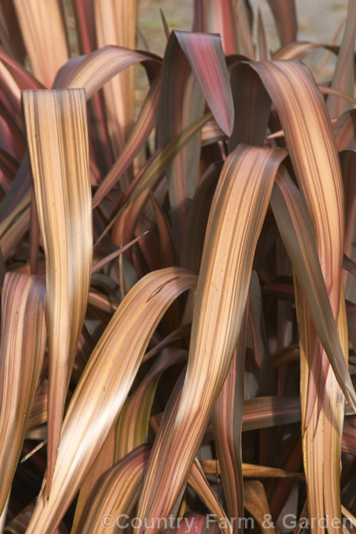 Phormium 'Pink Panther', one of several small to medium-sized forms of New Zealand flax with pink, cream, red and green variegated foliage. The young leaves of 'Pink Panther' are deep pink edged with red, but they mature to apricot and bronze tones. Order: Asparagales, Family: Asphodelaceae