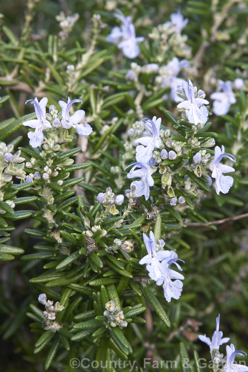 Prostrate Rosemary or Trailing Rosemary (<i>Salvia rosmarinus</i> var. <i>prostrata</i> [syn. <i>Rosmarinus officinalis</i> var. <i>prostrata</i>]), a low, spreading form of a Mediterranean shrub, the flowers and foliage of which are used for fragrance and herbal purposes. Order: Lamiales, Family: Lamiaceae