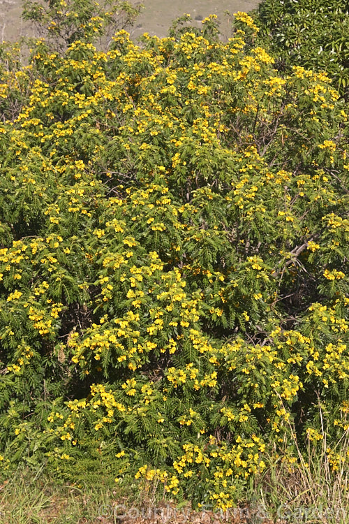 Senna multiglandulosa (syn. Cassia tomentosa</i>), a small, evergreen, winter-flowering tree found over much of the warm temperate Southern Hemisphere. senna-3304htm'>Senna.