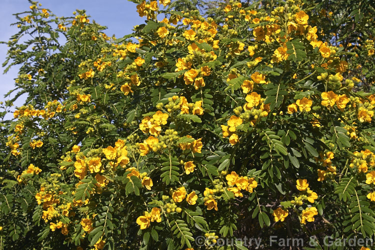 Senna multiglandulosa (syn. Cassia tomentosa</i>), a small, evergreen, winter-flowering tree found over much of the warm temperate Southern Hemisphere. senna-3304htm'>Senna.