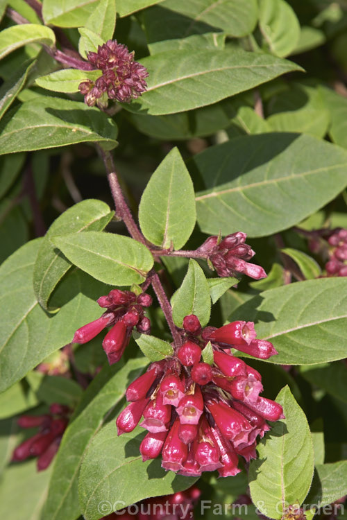 Cestrum fasciculatum 'Newellii', this cultivar of an evergreen, spring-flowering. Mexican shrub is thought to possibly be a hybrid between Cestrum elegans and Cestrum fasciculatum. cestrum-2657htm'>Cestrum.