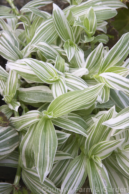 Tradescantia albiflora 'Albovittata', a creeping, boldly variegated perennial often grown as a hanging basket plant. Its small white flowers are rather incidental to the foliage. It is probably not a true species but a hybrid between Tradescantia fluminensis and Tradescantia crassula. tradescantia-3363htm'>Tradescantia. <a href='commelinaceae-plant-family-photoshtml'>Commelinaceae</a>.