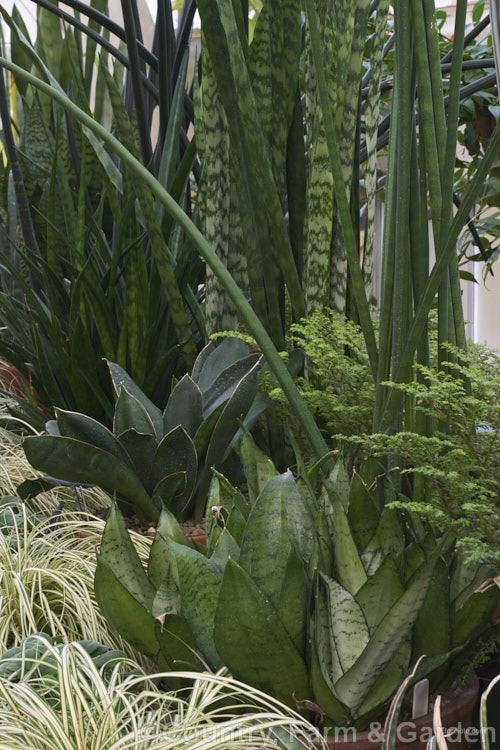 A selection of various. Sansevieria species and cultivars. This African genus of drought tolerant semi-succulent perennials is widely cultivated, mainly indoors. sansevieria-2484htm'>Sanseviera.