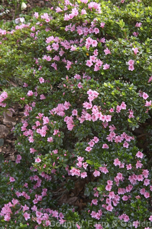 Rhododendron (evergreen azalea</i>) 'Kirin' (syn 'Coral Bells'), a very popular early-flowering. Kurume evergreen azalea with hose-in-hose flowers. One of the famous group of 1919 introductions by EH. Wilson know as Wilson's Fifty. It was number 22 of the 50 and has been among the most widely grown azaleas ever since