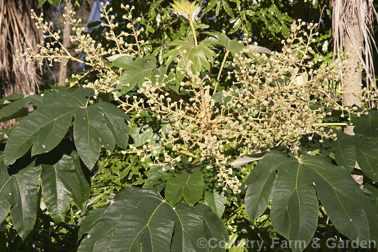 Rice. Paper Plant (<i>Tetrapanax papyrifer</i>) in flower. This large, evergreen, suckering shrub of the aralia family comes from Taiwan and possibly nearby parts of mainland. China. The pith and pulp of the stems has been used in the manufacture of high-grade paper. tetrapanax-3358htm'>Tetrapanax. Order: Apiales, Family: Araliaceae