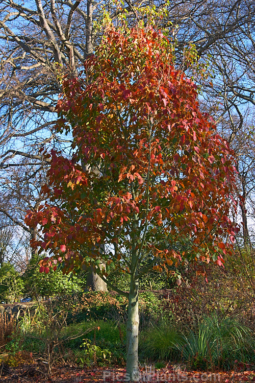 The young spring foliage and flower buds of the Red-stemmed Maple (<i>Acer caudatifolium</i>), a native of China and Taiwan with tough leathery leaves and red-tinted young branches. It is deciduous but often retains its foliage into early winter. Order Sapindales, Family: Sapindaceae