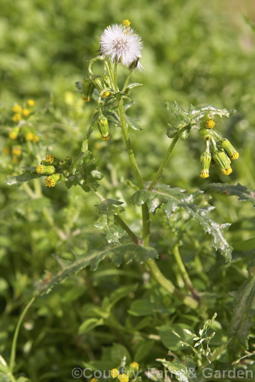 Groundsel (<i>Senecio vulgaris</i>), a weak-stemmed, fleshy-leafed. European annual daisy that has widely naturalised and become a weed in many parts of the world. senecio-3303htm'>Senecio.