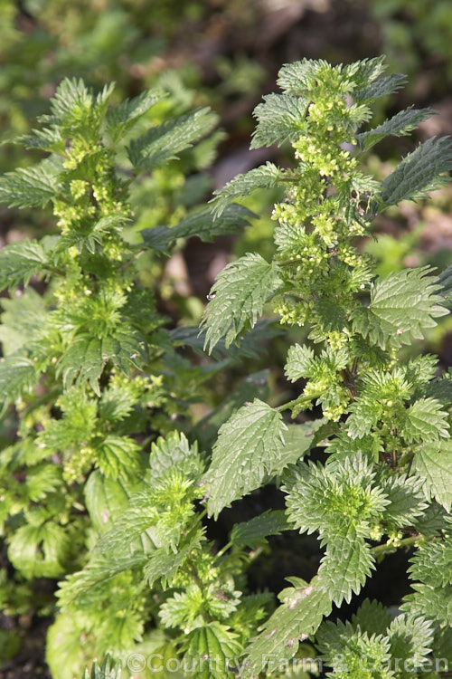 Small. Nettle or Stinging. Nettle (<i>Urtica urens</i>), a widely naturalised. Northern Hemisphere annual that is usually seen as a weed of cultivated ground. Its stinging hairs have a strongly irritant effect. The plant is sometimes used as a vegetable, as cooking destroys the sting. umbilicus-2793htm'>Urtica. <a href='urticaceae-plant-family-photoshtml'>Urticaceae</a>.